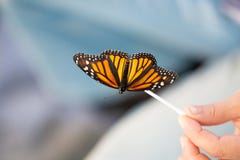 Monarchvlinder op een stok stock afbeeldingen Monarchvlinder op een stok stock afbeeldingen