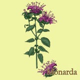 Monarda, baume d'abeille Illustration d'une usine dans un vecteur avec l'écoulement Images stock Monarda, baume d'abeille Illustration d'une usine dans un vecteur avec l'écoulement Images stock