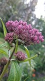Monark Caterpillar royaltyfri foto Monark Caterpillar royaltyfri foto