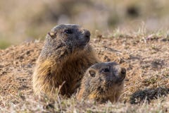 Monax di seduta del Marmota di due marmotte fotografie stock libere da diritti Monax di seduta del Marmota di due marmotte fotografie stock libere da diritti