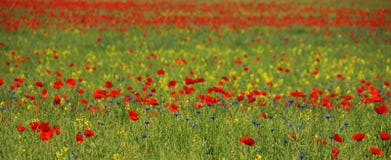 monet monet