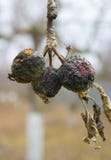Moniliosis, une maladie des arbres fruitiers menant à la destruction de la culture image stock Moniliosis, une maladie des arbres fruitiers menant à la destruction de la culture image stock