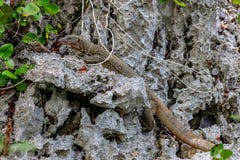 Monitor lizard, Waigeo, Kri, Mushroom Island