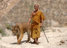 Monje budista que recorre con el tigre de Bengala, Tailandia fotografía de archivo Monje budista que recorre con el tigre de Bengala, Tailandia fotografía de archivo
