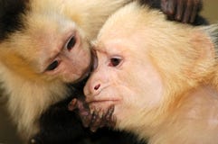 Monkey Stock Photo Monkey Stock Photo