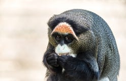 Monkey di De Brazza, un primate attraente con pelliccia distintiva fotografia stock Monkey di De Brazza, un primate attraente con pelliccia distintiva fotografia stock