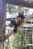 A monkey is making pose in the cage, royalty free stock photo A monkey is making pose in the cage, royalty free stock photo