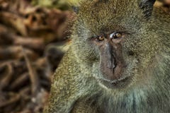 Monkey - Phi Phi Island, Thailand - stock photo Monkey - Phi Phi Island, Thailand - stock photo