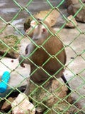 A monkey in the the prison stock photo A monkey in the the prison stock photo