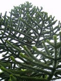Monkey puzzle tree Chilean Araucaria - evergreen tree stock photo Monkey puzzle tree Chilean Araucaria - evergreen tree stock photo