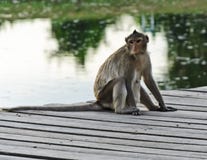 Monkey Sitting On Wooden Bridge Royalty Free Stock Photo Monkey Sitting On Wooden Bridge Royalty Free Stock Photo