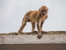 Monkey Sitting on a Roof in Batu Caves stock images Monkey Sitting on a Roof in Batu Caves stock images