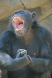 Monkey With Open Mouth Stock Images