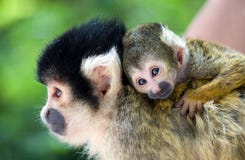 Monkey Young With Mother Stock Photography