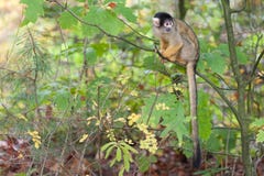 A monkey at the zoo royalty free stock photos A monkey at the zoo royalty free stock photos