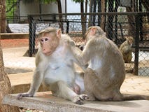 Monkeys Playing Stock Photos Monkeys Playing Stock Photos