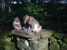 Monkeys relaxing in Ubud, Bali royalty free stock images Monkeys relaxing in Ubud, Bali royalty free stock images