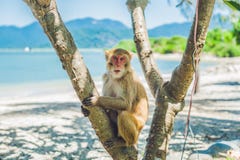 Mono de Macaque que se sienta en el árbol Isla del mono, Vietnam imagen de archivo libre de regalías Mono de Macaque que se sienta en el árbol Isla del mono, Vietnam imagen de archivo libre de regalías