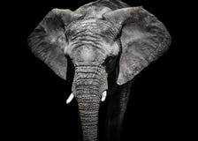 Monochrome Portrait Elephant Stock Photos