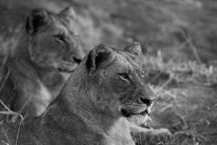 Monocromo de las leonas que miran su presa fotos de archivo Monocromo de las leonas que miran su presa fotos de archivo