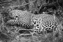 Monokrom av en manlig leopard som sover i gräs arkivbild Monokrom av en manlig leopard som sover i gräs arkivbild