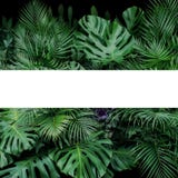 Monstera, ormbunken och för lövverkväxter för palmblad den tropiska bakgrunden för natur för buske med den vita ramen lägger ut p royaltyfri fotografi Monstera, ormbunken och för lövverkväxter för palmblad den tropiska bakgrunden för natur för buske med den vita ramen lägger ut p royaltyfri fotografi