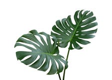 Monstera plant leaves, the tropical evergreen vine isolated on white background, path