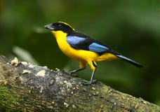 Montagne-Tanager Bleu-à ailes photos stock Montagne-Tanager Bleu-à ailes photos stock