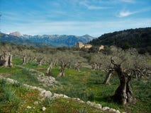 Montagnes de Tramuntana Images libres de droits Montagnes de Tramuntana Images libres de droits