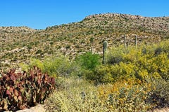 Montaña del Saguaro en el soporte Lemmon en Tucson Arizona foto de archivo libre de regalías Montaña del Saguaro en el soporte Lemmon en Tucson Arizona foto de archivo libre de regalías