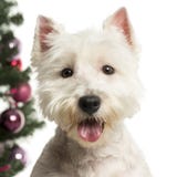 Montaña Terrier blanco del oeste delante de decoraciones de la Navidad fotos de archivo Montaña Terrier blanco del oeste delante de decoraciones de la Navidad fotos de archivo