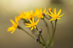 Montañas ahumadas Tennessee del Wildflower amarillo del Ragwort Imagen de archivo Montañas ahumadas Tennessee del Wildflower amarillo del Ragwort Imagen de archivo