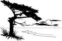 Monterey Cypress Stock Photos Monterey Cypress Stock Photos