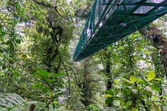 Monteverde Hangende Brug - Costa Rica stock foto Monteverde Hangende Brug - Costa Rica stock foto