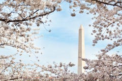 Monumento di Washington con i fiori di ciliegia Immagine Stock Libera da Diritti Monumento di Washington con i fiori di ciliegia Immagine Stock Libera da Diritti