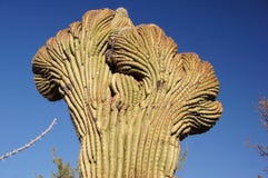 Monumento nazionale del cactus della canna d'organo, Arizona, U.S.A. immagini stock Monumento nazionale del cactus della canna d'organo, Arizona, U.S.A. immagini stock
