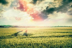 Mooi aardlandschap met gebied en sporen van tractor bij zonsonderganghemel Royalty-vrije Stock Afbeeldingen Mooi aardlandschap met gebied en sporen van tractor bij zonsonderganghemel Royalty-vrije Stock Afbeeldingen