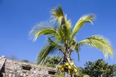 Mooi beeld van een palm met kokosnoten stock afbeeldingen Mooi beeld van een palm met kokosnoten stock afbeeldingen