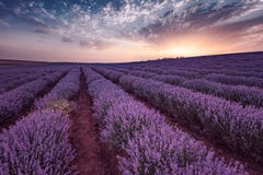 Mooi beeld van lavendelgebied Het landschap van de de zomerzonsopgang, tegenover elkaar stellende kleuren Mooie wolken, dramatisc royalty-vrije stock fotografie Mooi beeld van lavendelgebied Het landschap van de de zomerzonsopgang, tegenover elkaar stellende kleuren Mooie wolken, dramatisc royalty-vrije stock fotografie