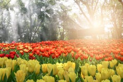 Mooi boeket van tulpen in de bloemtuin, om aard te waarderen stock foto Mooi boeket van tulpen in de bloemtuin, om aard te waarderen stock foto
