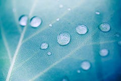 Mooi breen blad en ochtenddauwdalingen De achtergrond van de aardtextuur Groen blad en groen milieu stock afbeeldingen Mooi breen blad en ochtenddauwdalingen De achtergrond van de aardtextuur Groen blad en groen milieu stock afbeeldingen