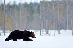 Mooi bruin zoogdier die rond meer met sneeuw en ijs lopen Gevaarlijk schepsel in aardhout, weidehabitat Het wildhabitat royalty-vrije stock fotografie Mooi bruin zoogdier die rond meer met sneeuw en ijs lopen Gevaarlijk schepsel in aardhout, weidehabitat Het wildhabitat royalty-vrije stock fotografie