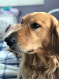 Mooi Golden retriever met Bruine ogen stock fotografie Mooi Golden retriever met Bruine ogen stock fotografie