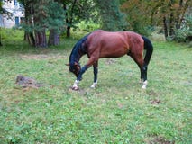 Mooi groot bruin paard die zijn voet krassen stock foto Mooi groot bruin paard die zijn voet krassen stock foto
