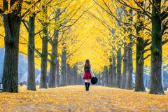Mooi Meisje met Gele Bladeren in Nami Island, Korea stock foto Mooi Meisje met Gele Bladeren in Nami Island, Korea stock foto