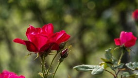 Mooi nam bloem ook in tuin met aardige kleur als achtergrond toe stock foto Mooi nam bloem ook in tuin met aardige kleur als achtergrond toe stock foto
