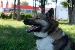 Mooi portret van een hond Siberische laika Mooie schor De hond is mensen` s beste vriend stock foto Mooi portret van een hond Siberische laika Mooie schor De hond is mensen` s beste vriend stock foto