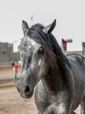 Mooi portret van een landbouwbedrijfpaard royalty-vrije stock afbeeldingen Mooi portret van een landbouwbedrijfpaard royalty-vrije stock afbeeldingen