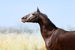 Mooi portret van een paard akhal-Teke royalty-vrije stock foto Mooi portret van een paard akhal-Teke royalty-vrije stock foto