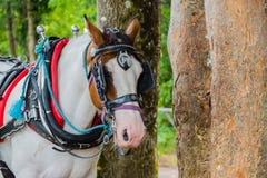 Mooi Wit Paard met het Opsluiten stock afbeelding Mooi Wit Paard met het Opsluiten stock afbeelding
